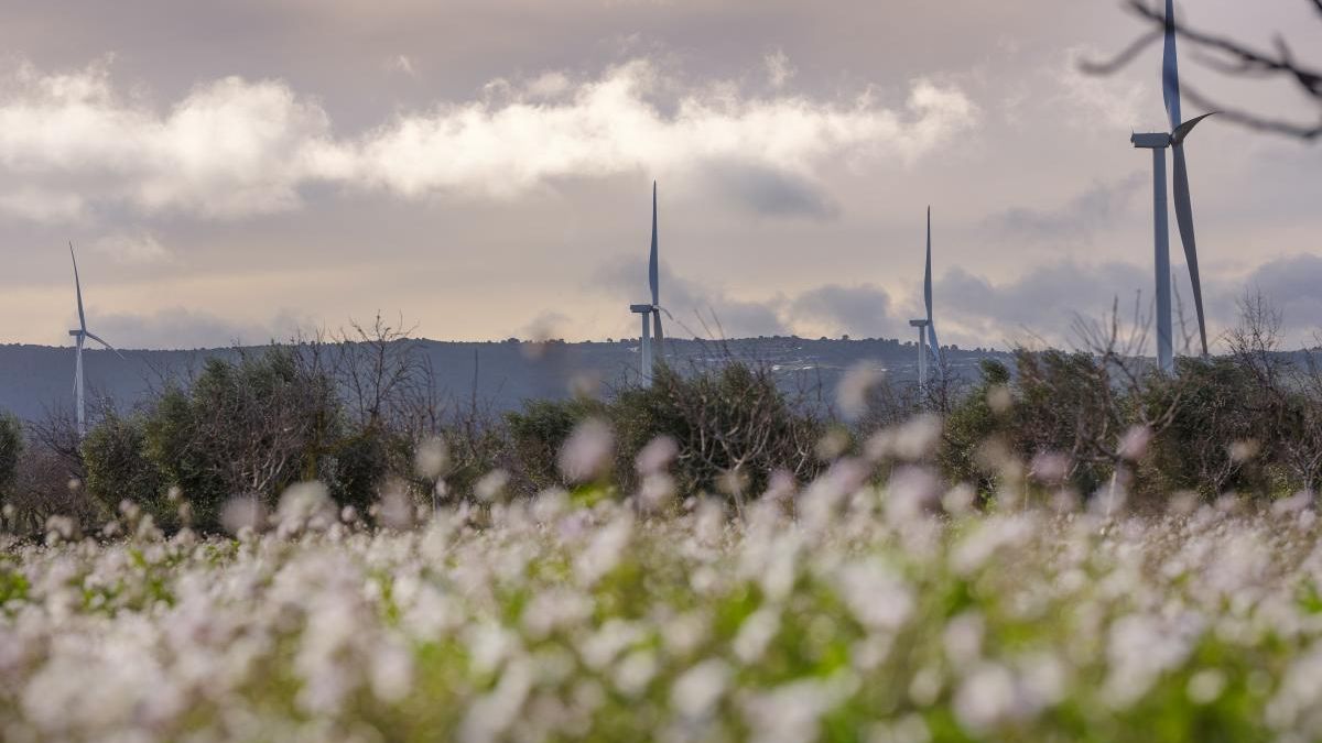 ‘Energía verde’ de Forestalia como nueva oportunidad de desarrollo
