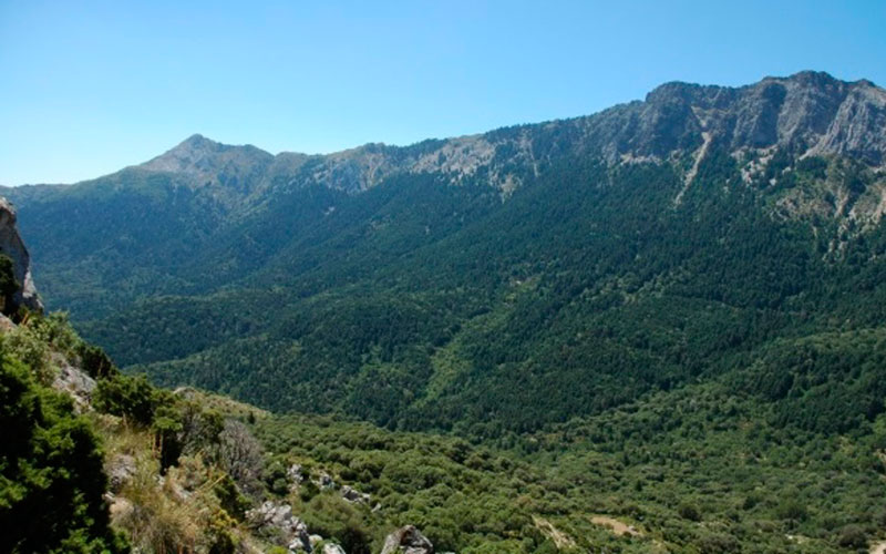 bosque pinsapos andalucia