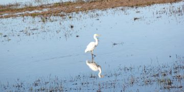 Doñana Habitat regadios ilegales