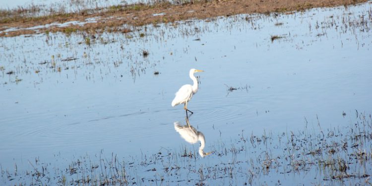 Doñana Habitat regadios ilegales
