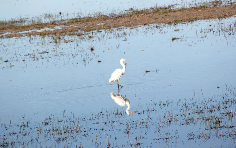 Doñana Habitat regadios ilegales