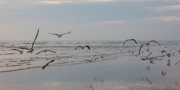 Doñana Gaviotas Aves