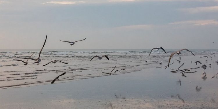 Doñana Gaviotas Aves