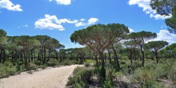 Pinos Parque Natural Doñana