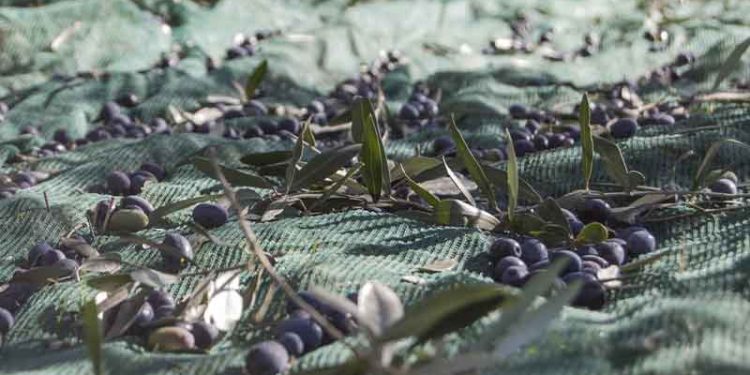 recogida aceituna olivar jaen