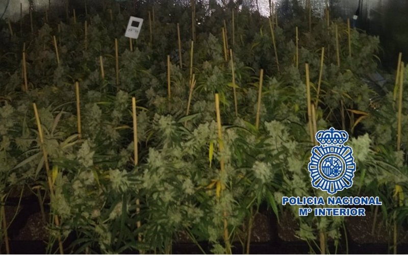 Detenidos en Málaga con 436 plantas de marihuana en su casa