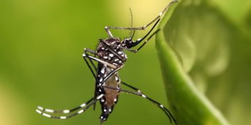 La OMS alerta de que el mosquito del dengue y el zika ya está presente en el sur de Europa
