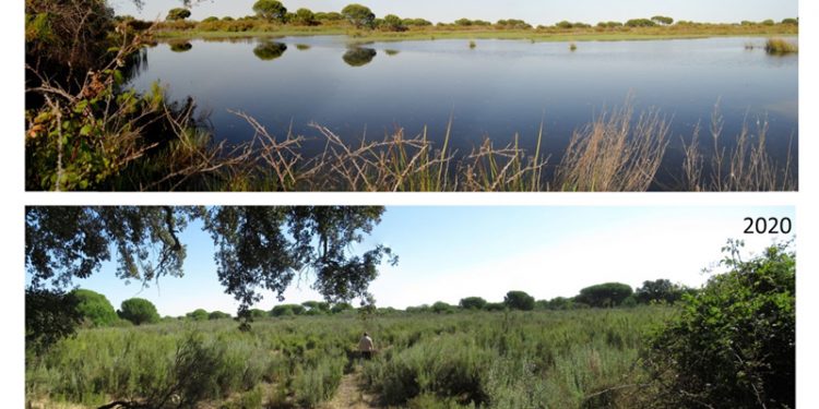 La PDL de PP y Vox «es muy negativa» para Doñana y puede colocarla en «una situación irreversible»