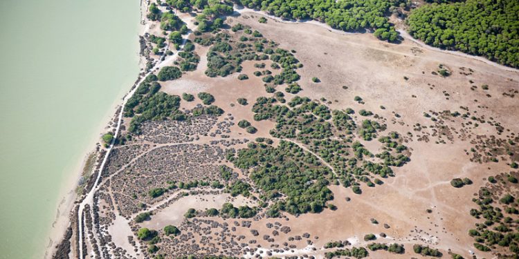 Nuevo vendaval de críticas a la propuesta de Juanma Moreno en Doñana: «Es un auténtico atentado medioambiental»