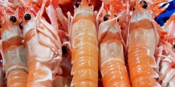 El Gobierno de España reabre la pesca de la cigala en el golfo de Cádiz