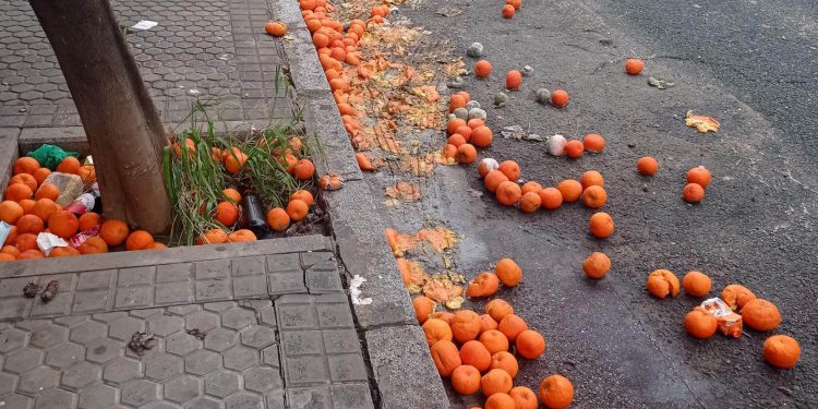 El PSOE critica la falta de planificación del Ayuntamiento de Sevilla en la recogida de naranja