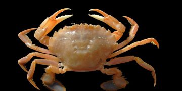 Cangrejo