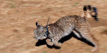 El lince ibérico pasa de ser una especie «en peligro de extinción» a «vulnerable»