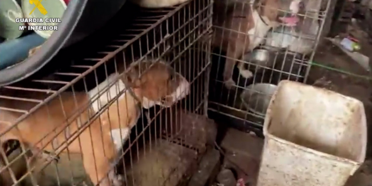 Perros Enjaulados Operación Guardia Civil Sanlúcar La Mayor
