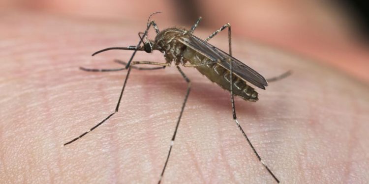 Muere una mujer en Dos Hermanas contagiada por el Virus del Nilo