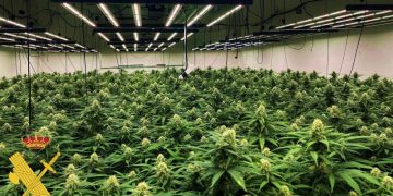 Tres detenidos por cultivar más de 2000 plantas de marihuana