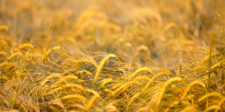 El Gobierno dota con 100 millones a la segunda edición del PERTE Agroalimentario