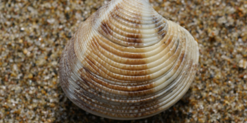 Chirla Marisqueo Cádiz