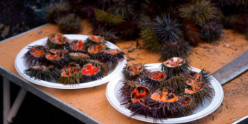 ERIZADA 2026, Cádiz