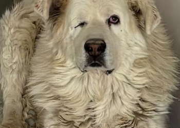 Continúa la búsqueda de Nieve, un perro desaparecido por el temporal en Dúdar