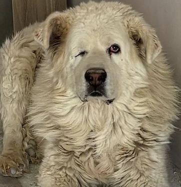 Continúa la búsqueda de Nieve, un perro desaparecido por el temporal en Dúdar