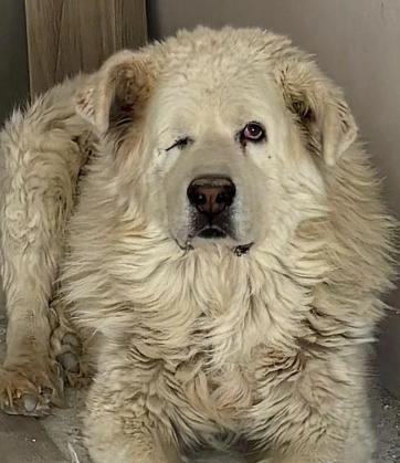Continúa la búsqueda de Nieve, un perro desaparecido por el temporal en Dúdar
